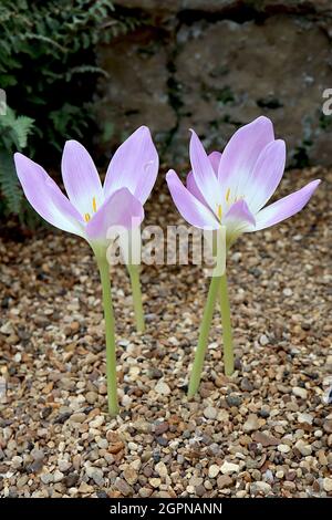 Colchicum speciosum giant meadow saffron - lavender pink funnel-shaped flowers with white centre on white stems,  September, England, UK Stock Photo