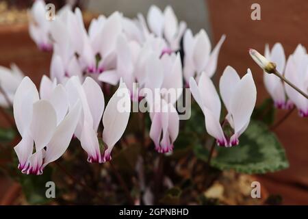 Cyclamen graecum Greek cyclamen - white and very pale pink cyclamen with crimson base, twisted upswept petals, dark green leaves with silver mottling, Stock Photo