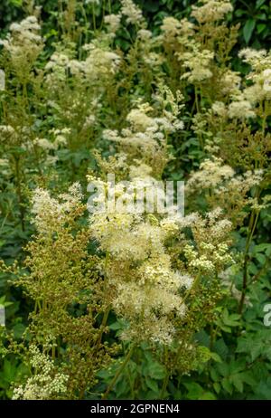 Close up of white Filipendula ulmaria meadowsweet flowers in a garden border in summer England UK United Kingdom GB Great Britain Stock Photo