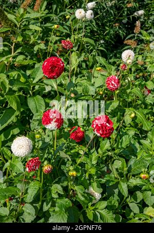 Close up of red and white pompom dahlias 'War of the roses' flowers asteraceae in summer England UK United Kingdom GB Great Britain Stock Photo