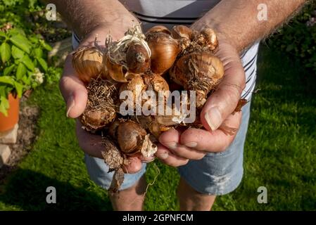 Close up of gardener person holding spring Daffodil Tulip bulbs in hands ready for planting in autumn England UK United Kingdom GB Great Britain Stock Photo