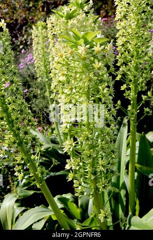 Eucomis pallidiflora ‘Goliath’ giant pineapple lily Goliath - upright racemes of light green star-shaped flowers on very thick green stems,  September