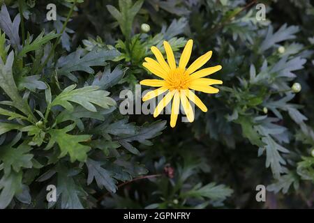 Euryops pectinatus Grey-leaved euryops – bright yellow daisy-like flowers above fern-like leaves, September, England, UK Stock Photo