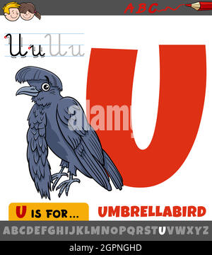letter U from alphabet with cartoon umbrellabird animal Stock Vector