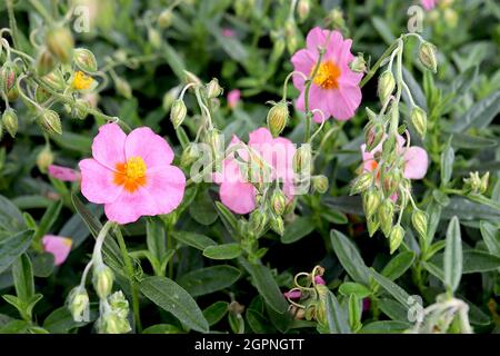 Helianthemum apenninum ‘Wisley Pink’ rock rose Wisley Pink - medium pink flowers with orange centre and dark green lance-shaped leaves with ridged Stock Photo