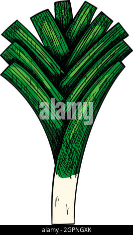 Leek Onion Icon Stock Vector
