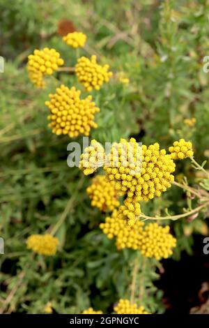 Helichrysum italicum subsp serotinum curry plant – tall stems with clusters of dull yellow flowers and curry scented short linear silver grey leaves, Stock Photo