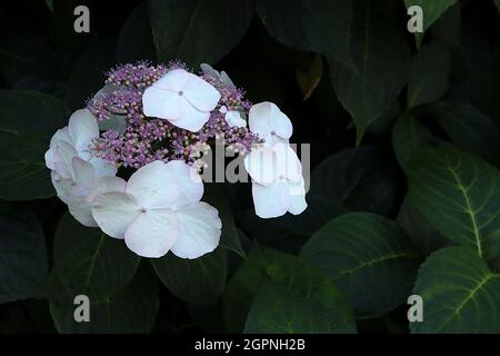 Hydrangea macrophylla ‘Veitchii’ Hortensia Veitchii – large white petals and tiny mauve flower clusters,  September, England, UK Stock Photo