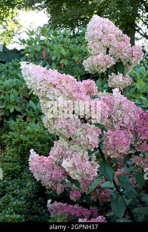 Hydrangea paniculata ‘Vanille Fraise’ Hortensia Vanille Fraise – dense pyramid-shaped clusters of medium pink and lime green flowers,  September, UK Stock Photo