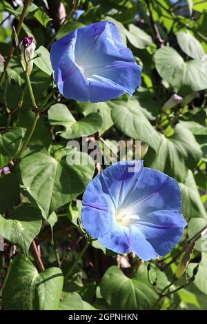 Ipomoea tricolor ‘Heavenly Blue’ morning glory Heavenly Blue - sky blue funnel-shaped flowers,  September, England, UK Stock Photo