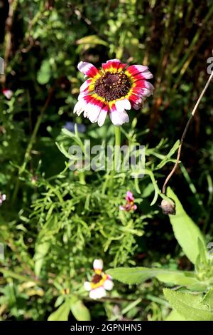 Ismelia carinata ‘Court Jesters Mixed’ tricolor daisy - white flowers with crimson and yellow haloes,  September, England, UK Stock Photo
