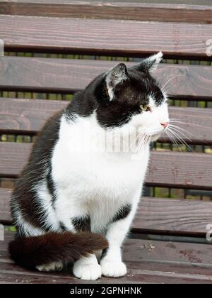 A cat sits on a bench outside the Kariye mosque in Istanbul, Turkey ...