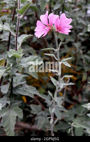 Lavatera x clementii ‘Rosea’ tree mallow Rosea - spike of medium pink saucer-shaped flowers on very tall stems,  September, England, UK Stock Photo