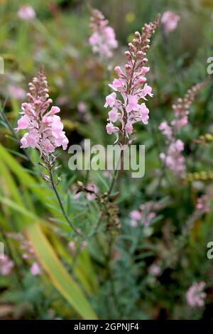 Linaria purpurea ‘Canon Went’ purple toadflax Canon Went – flower spikes of spurred pale pink flowers,  September, England, UK Stock Photo