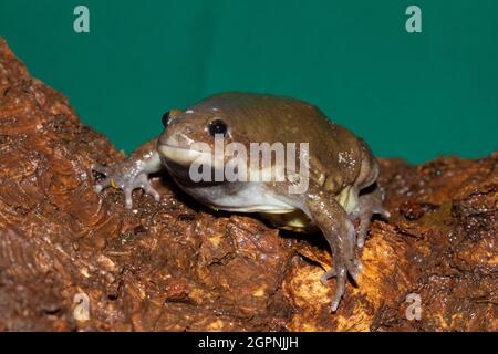 Indian balloon frog- Uperodon globulosus, Maharashtra, India Stock Photo