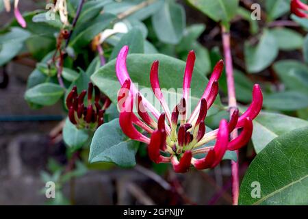 Lonicera periclymenum ‘Serotina’ honeysuckle Serotina – fragrant long trumpet-shaped deep pink flower buds,  September, England, UK Stock Photo