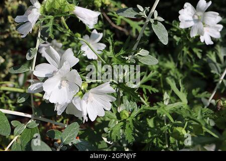 Malva moscahta f. alba white musk mallow – white saucer-shaped flowers and deeply divided leaves,  September, England, UK Stock Photo