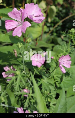 Malva moschata ‘Rosea’ musk mallow Rosea – white musk mallow – medium pink saucer-shaped flowers and deeply divided leaves,  September, England, UK Stock Photo