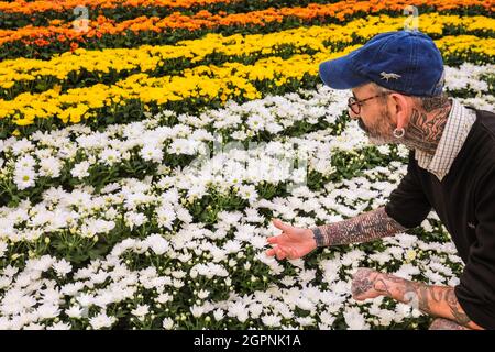 Kew Gardens, London, UK. 30th Sep, 2021. Kew Horticulturist Jason put the final touches on a display celebrating the Chrysanthemum, Japan's national flower. The display features six varieties of chrysanthemums with yellow, orange and white blooms to evoke the setting sun in autumn. Japan Festival at Kew is a new, immersive autumn festival celebrating the arts, plants and culture of Japan with large-scale installations and magnificent horticulture displays taking over the Temperate House for the month of October. Credit: Imageplotter/Alamy Live News Stock Photo