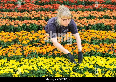 Kew Gardens, London, UK. 30th Sep, 2021. Kew Horticulturist Vicky puts the final touches on a display celebrating the Chrysanthemum, Japan's national flower. The display features six varieties of chrysanthemums with yellow, orange and white blooms to evoke the setting sun in autumn. Japan Festival at Kew is a new, immersive autumn festival celebrating the arts, plants and culture of Japan with large-scale installations and magnificent horticulture displays taking over the Temperate House for the month of October. Credit: Imageplotter/Alamy Live News Stock Photo