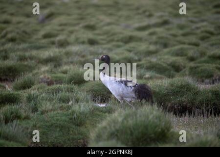 Black, necked Crane,  Grus nigricollis, Ladakh, India Stock Photo