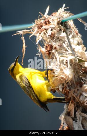yellow bellied sunbird building a nest on a washing line, magnetic island, Queensland, Australia Stock Photo