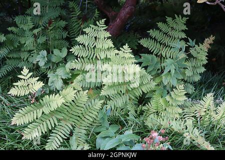 Osmunda regalis royal fern – giant fern with simple mid green bipinnate fronds and buff stems,  September, England, UK Stock Photo