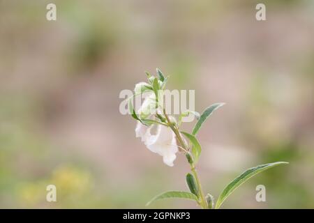 Fresh oil seeds flowers of oilseeds and unripe green fruits growing on Hybrid Thai variety of oilseed plant in agriculture field (Sesamum indicum of t Stock Photo