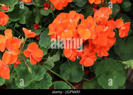 Pelargonium x hortorum ‘Horizon Orange’ Geranium Horizon Orange – deep orange flowers and round palmately lobed leaves with scalloped margins,  UK Stock Photo