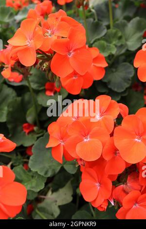 Pelargonium x hortorum ‘Horizon Orange’ Geranium Horizon Orange – deep orange flowers and round palmately lobed leaves with scalloped margins,  UK Stock Photo