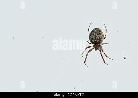 Makroaufnahme von einer Spinne Stock Photo
