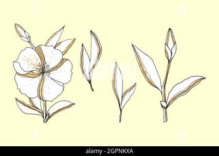 Set of flower doodling hand drawing, sketch, set of elements for design, flower bud leaves sprigs, isolated, white background. Vector illustration Stock Vector