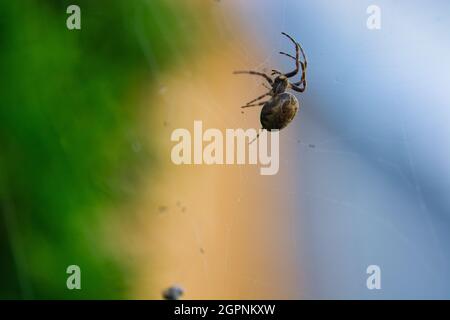 Makroaufnahme von einer Spinne Stock Photo