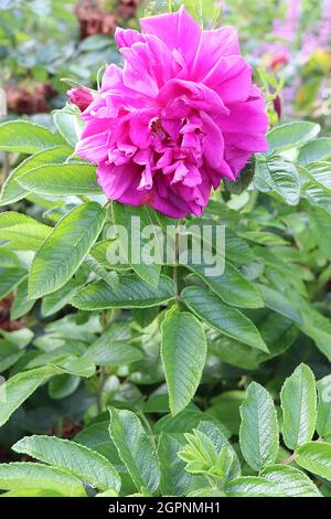 Rosa ‘Roseraie de L’Hay’ (rugosa rose) rose Roseraie de LHay – semi-double deep pink flowers with ruffled petals,  September, England, UK Stock Photo