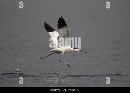 Pied avocet in flight, Recurvirostra avosetta is a large black and white wader Stock Photo