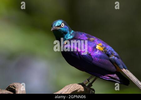 Ruppell's starling, Lamprotornis purpuroptera, also known as Rueppell's glossy-starling. Family Sturnidae Stock Photo
