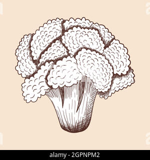 Cauliflower Icon Stock Vector