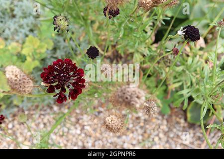 Scabiosa atropurpurea ‘Black Cat’ Scabious Black Cat – crimson red flowers with white stamens on tall twisting stems,  September, England, UK Stock Photo