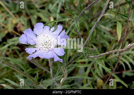 Scabiosa cretica Cretan scabious - mauve blue outer petals with fringed margins and white inner tubular flowers,  September, England, UK Stock Photo