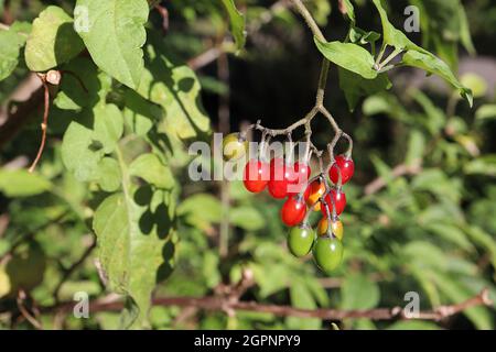 The Leaves And Berries Of Bittersweet Nightshade Solanum Dulcamara Stock Photo Alamy