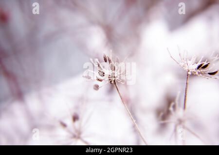 Abstract background with branches of dry meadow flowers and dandelion. Blurry background Stock Photo
