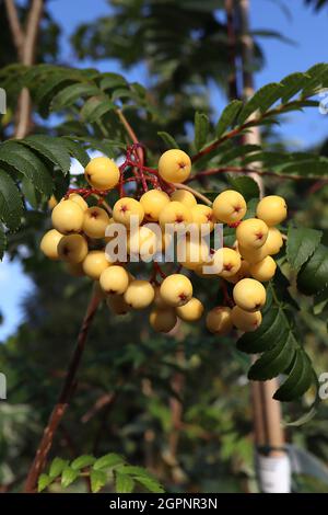 Sorbus ‘Joseph Rock’ BERRIES ONLY yellow-berried mountain ash - panicles of round yellow berries on red stalks and glossy dark green pinnate leaves, Stock Photo