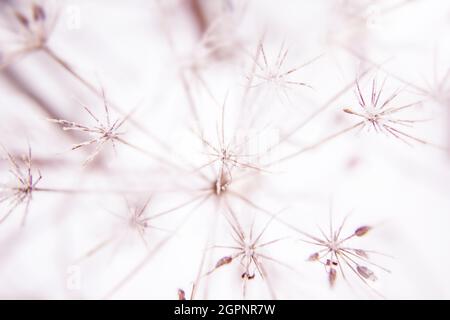 Abstract background with branches of dry meadow flowers and dandelion. Blurry background Stock Photo