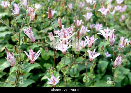 Tricyrtis formosana Stolonifera Group toad lily – white orchid-like flowers with irregular purple spots and broad lance-shaped mid green leaves,  UK Stock Photo