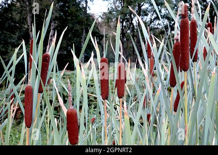 Typha latifolia bulrush – sausage-shaped dark brown densely packed flowers clusters on very tall stems, grey green sword-shaped leaves,  September, UK Stock Photo
