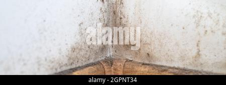 dust in the corner of the room. real old neglected dusty dirt, dirty toxic mold and fungus bacteria on the white wall, skirting board and wooden floor Stock Photo