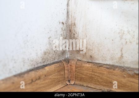 dust in the corner of the room. real old neglected dusty dirt, dirty toxic mold and fungus bacteria on the white wall, skirting board and wooden floor Stock Photo