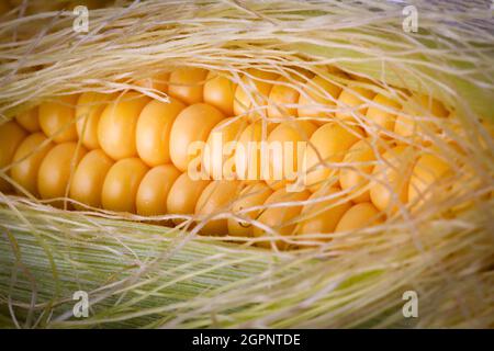 Fresh corn on the cob opening up to show the raw corn kernels inside also called sweet corn Stock Photo