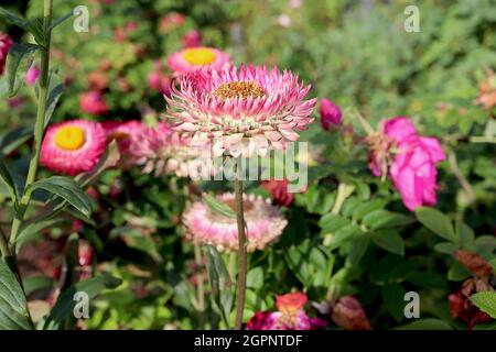https://l450v.alamy.com/450v/2gpntdf/xerochrysum-helichrysum-bracteatum-silvery-rose-strawflower-silvery-rose-medium-pink-petals-with-white-halo-september-england-uk-2gpntdf.jpg