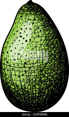 Avocado Icon Stock Vector